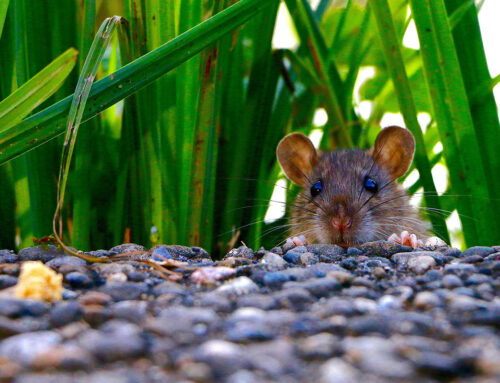 How to Keep Rats Out From Under Your Deck