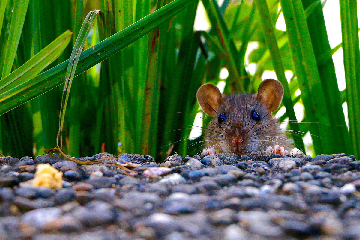how to keep rats out from under your deck